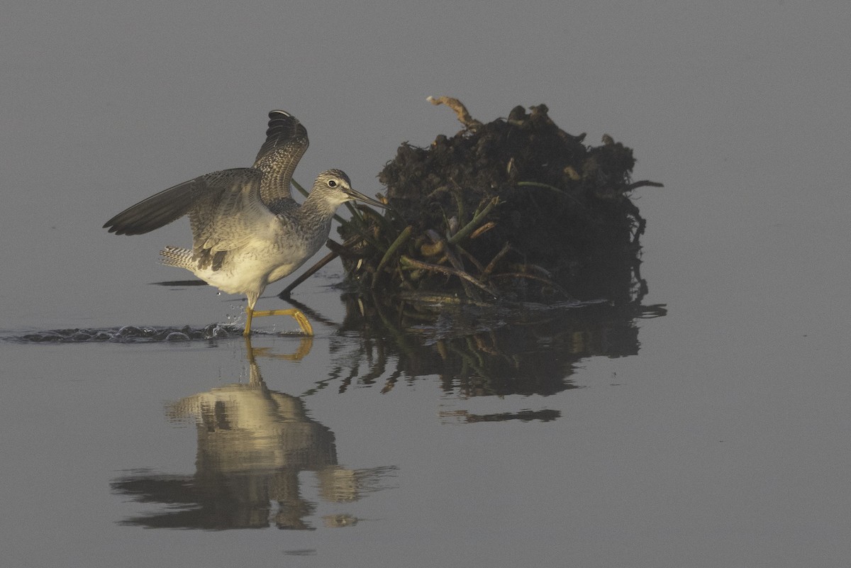 Greater Yellowlegs - ML644521965