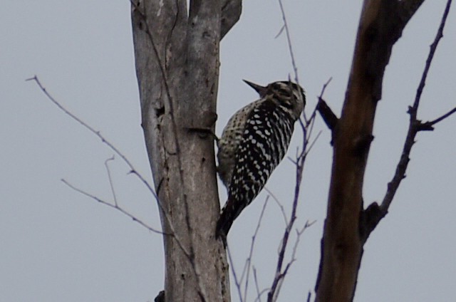 Pic arlequin - ML644521966