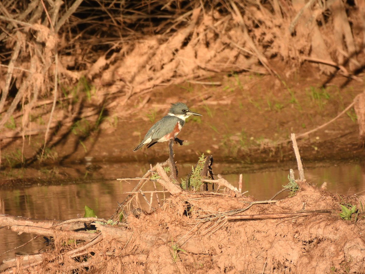 Belted Kingfisher - ML644521967