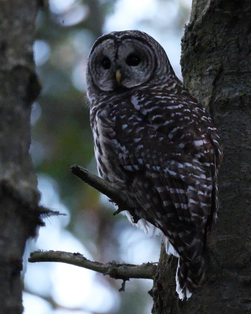 Barred Owl - ML644521974