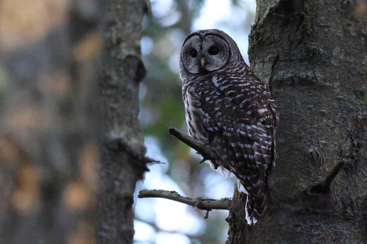 Barred Owl - ML644521975