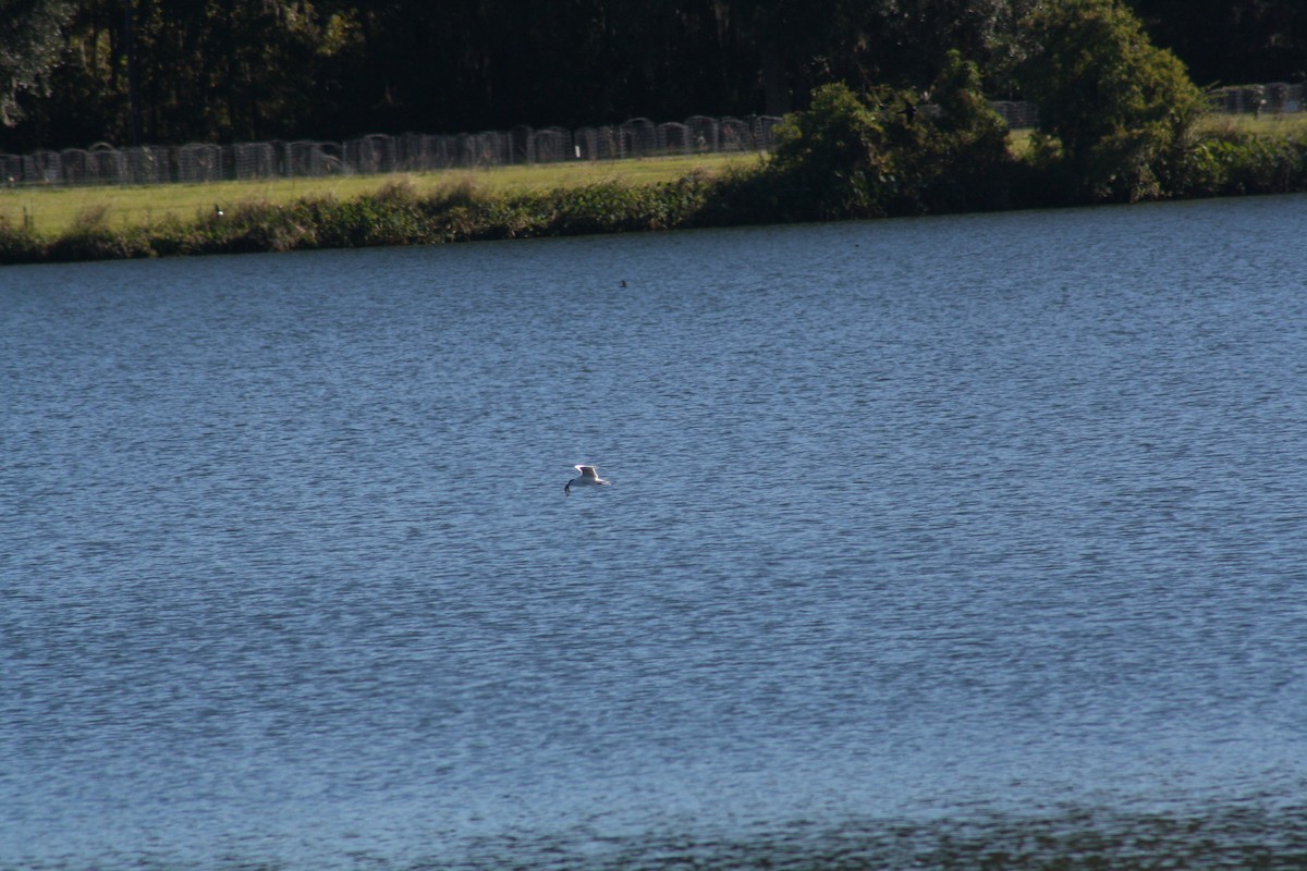 Forster's Tern - ML644521977