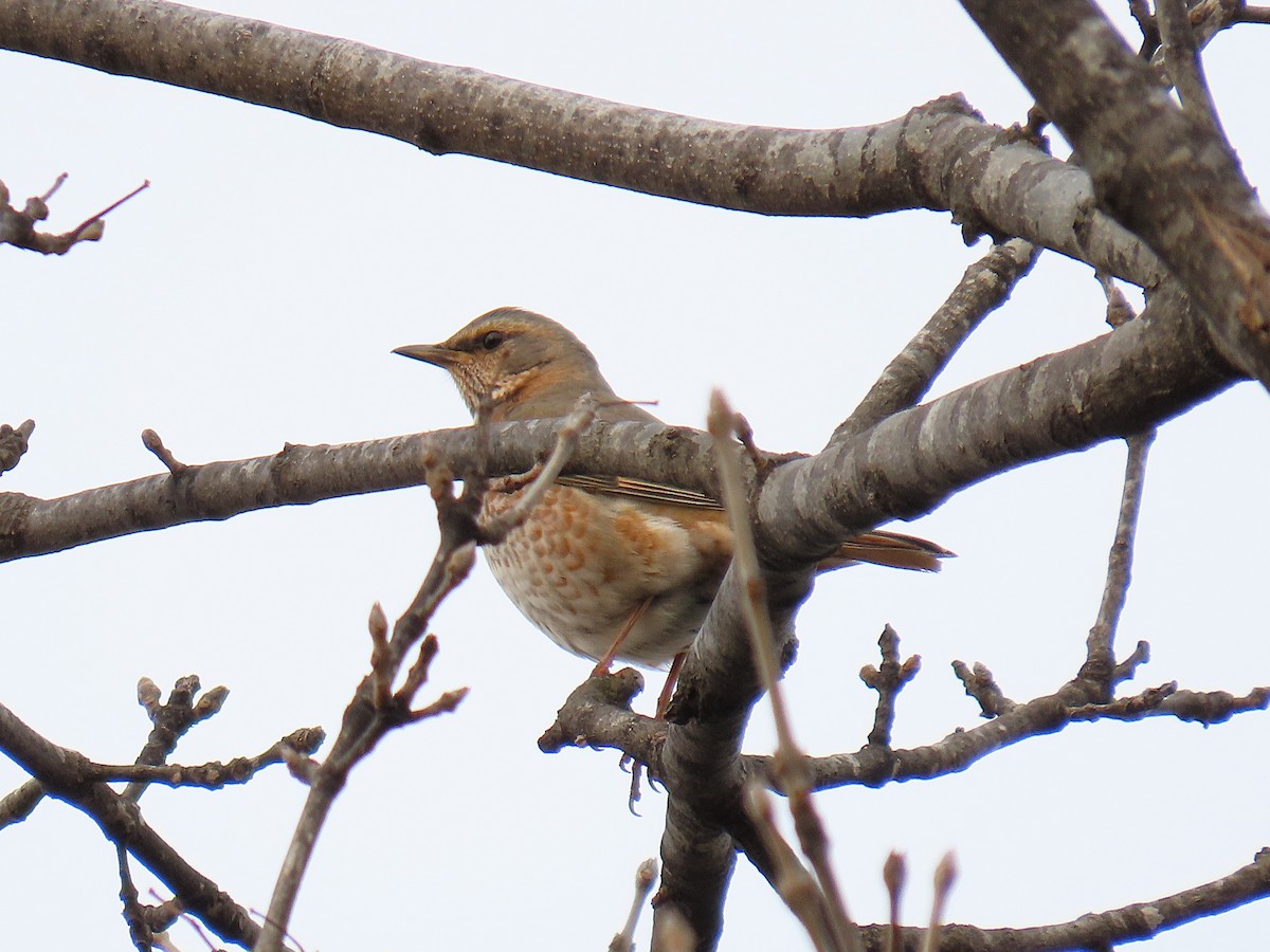 Naumann's Thrush - ML644521978