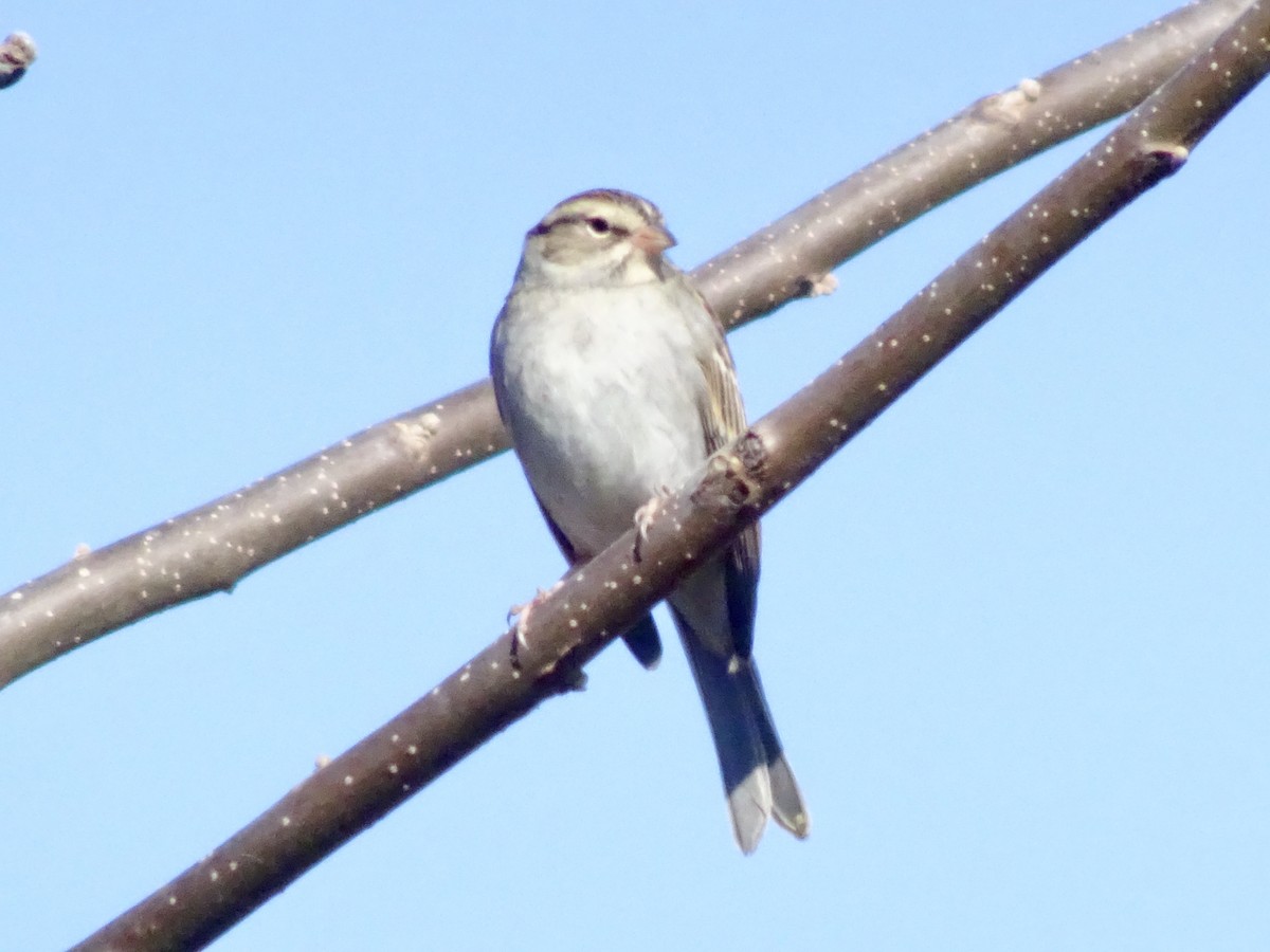 Chipping Sparrow - ML644521979
