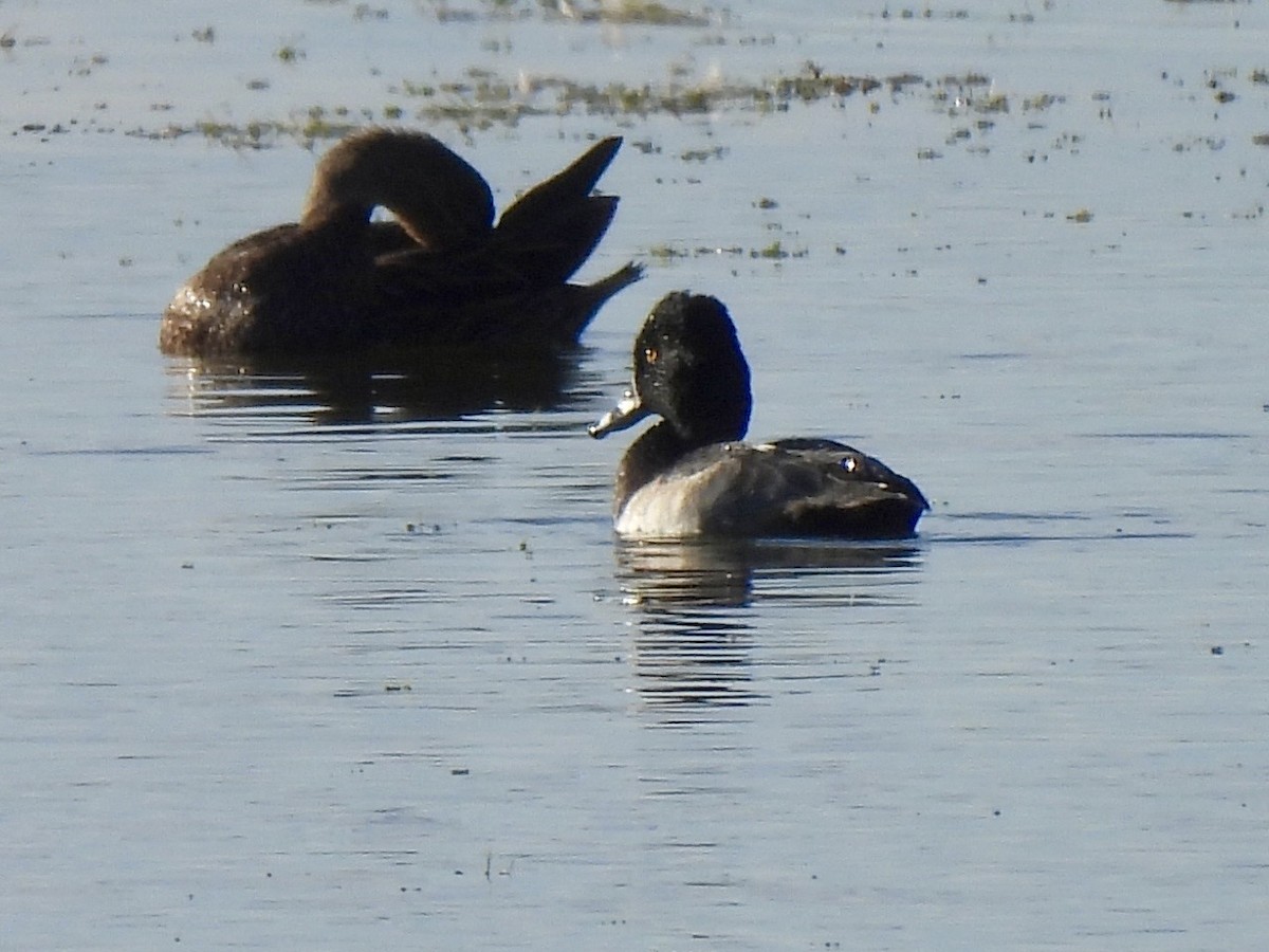 Ring-necked Duck - ML644521981