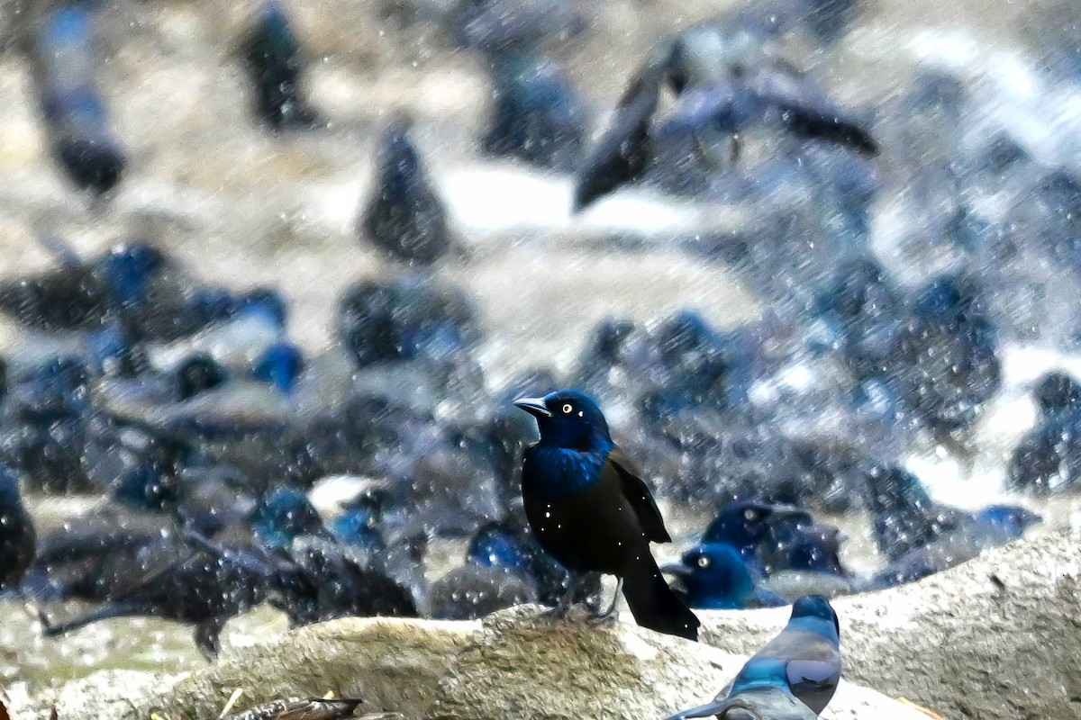 Common Grackle - ML644521982