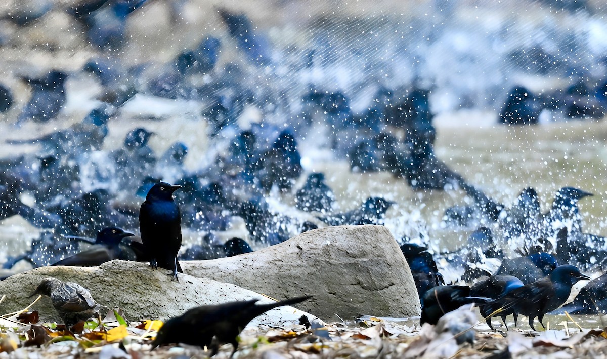 Common Grackle - ML644521983