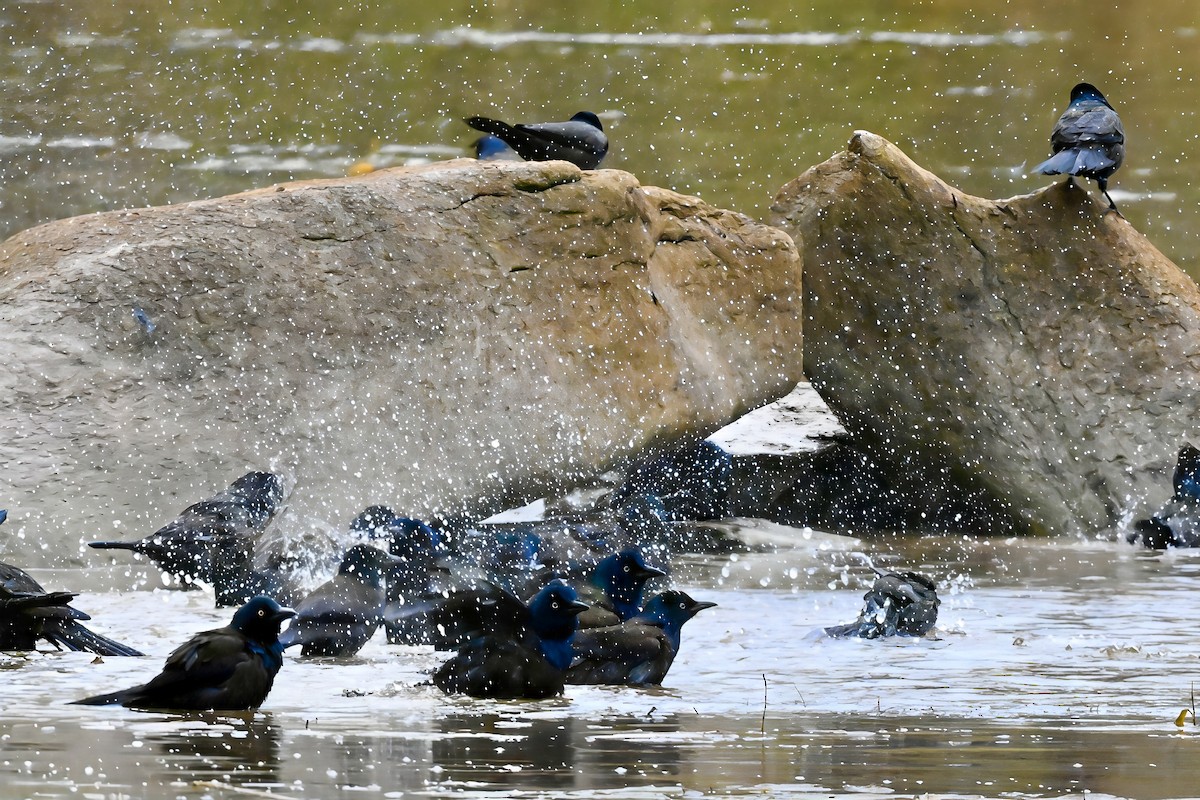 Common Grackle - ML644521984