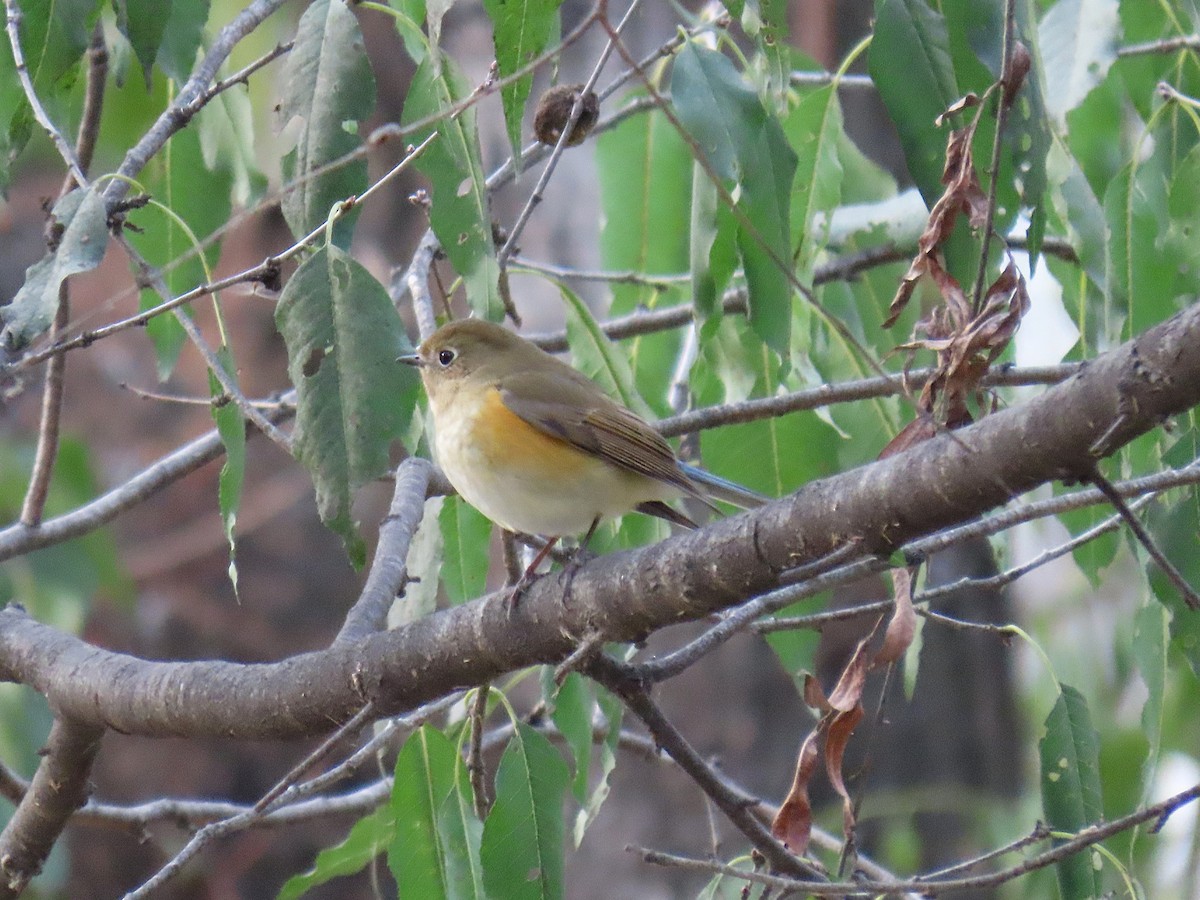 Red-flanked Bluetail - ML644521985