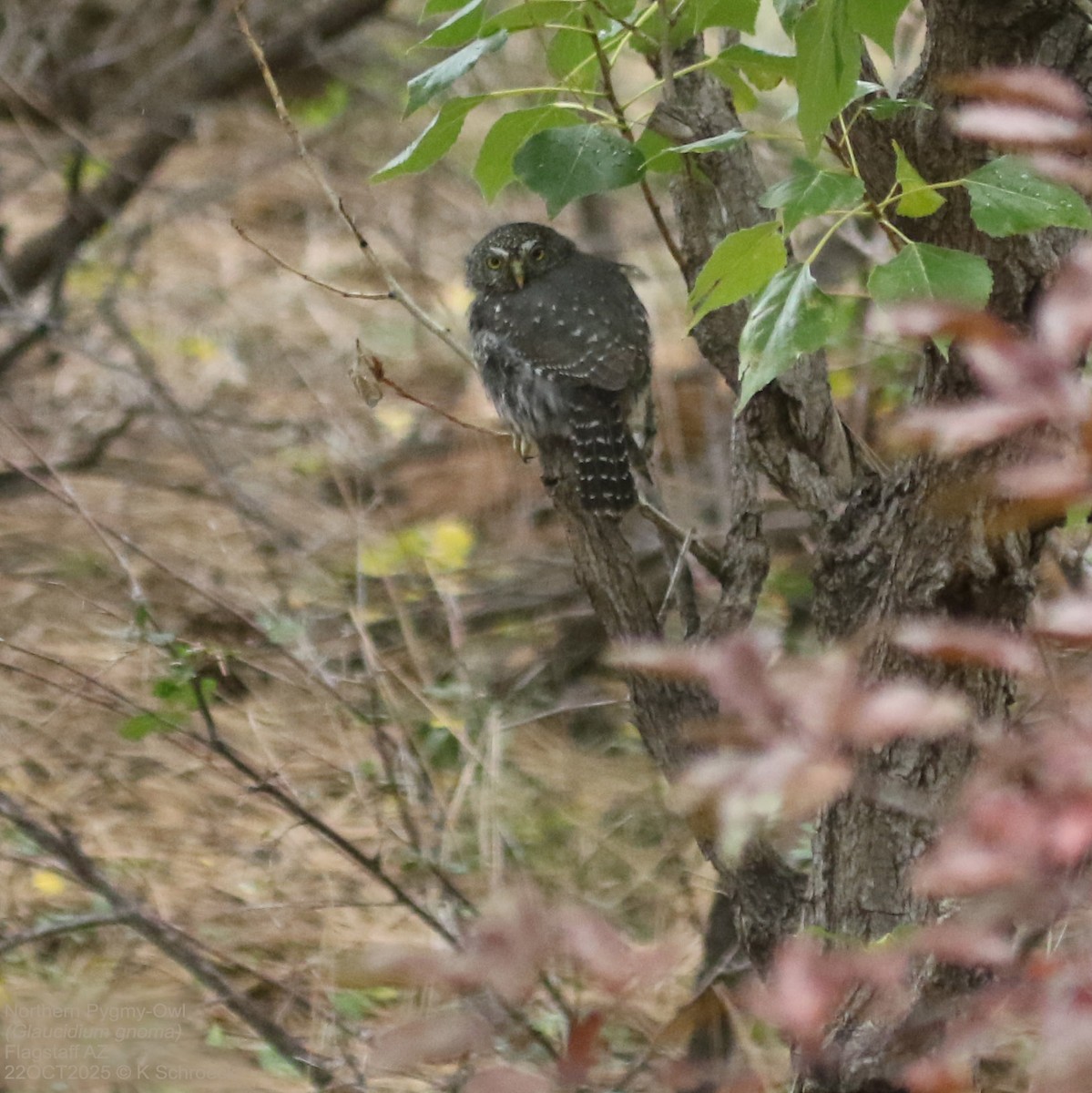 gnomugle - ML644521986