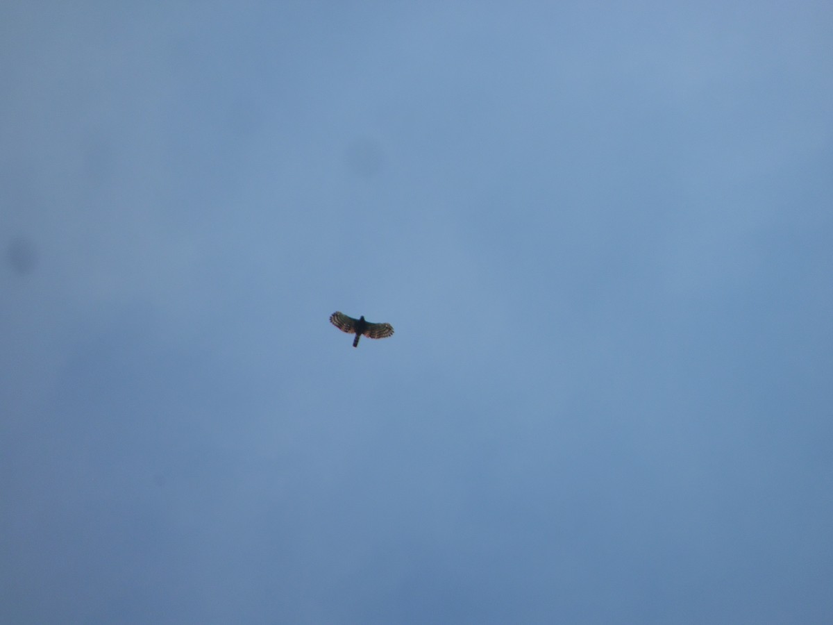 Kara Atmaca Kartalı - ML644521988