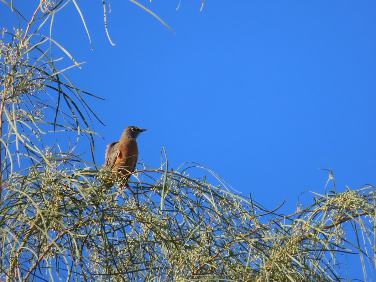 American Robin - ML644522001