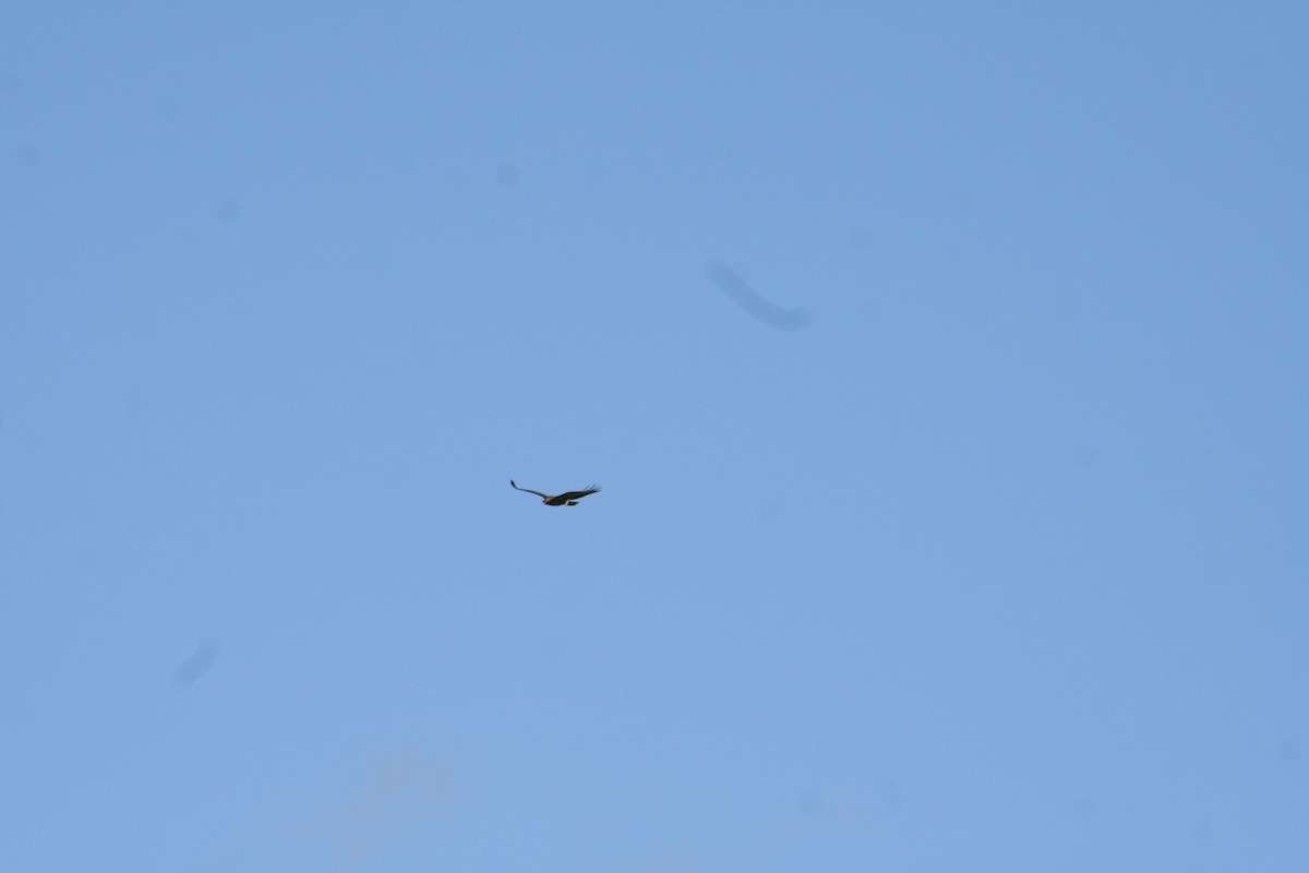 Common Buzzard - ML644522002