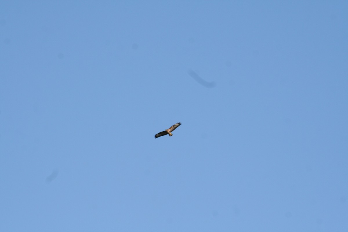Common Buzzard - ML644522003
