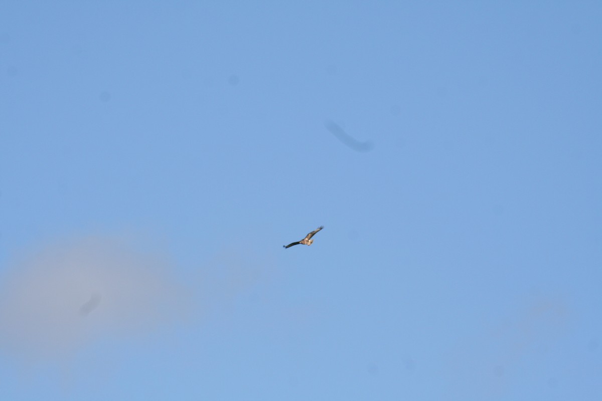 Common Buzzard - ML644522004