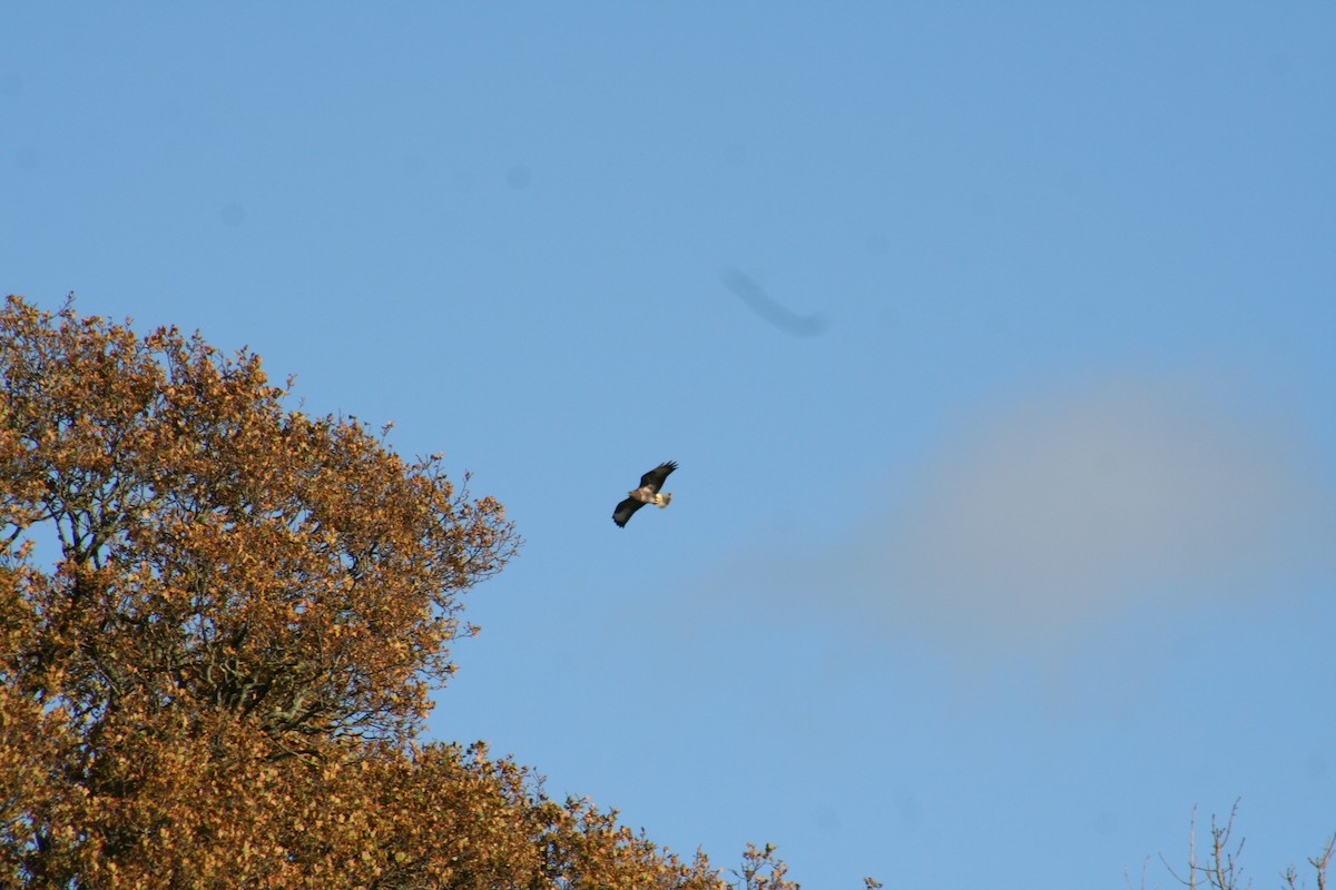 Common Buzzard - ML644522005
