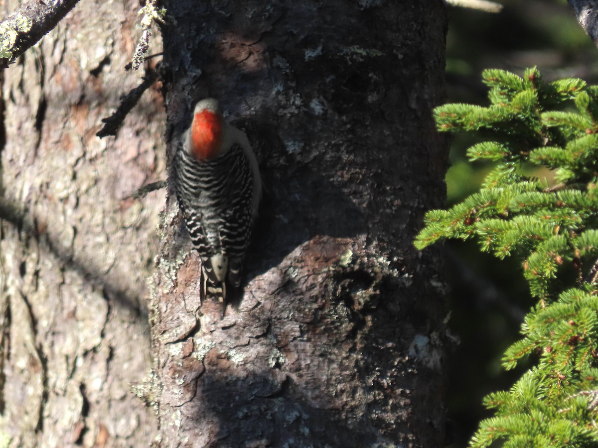 Red-bellied Woodpecker - ML644522006