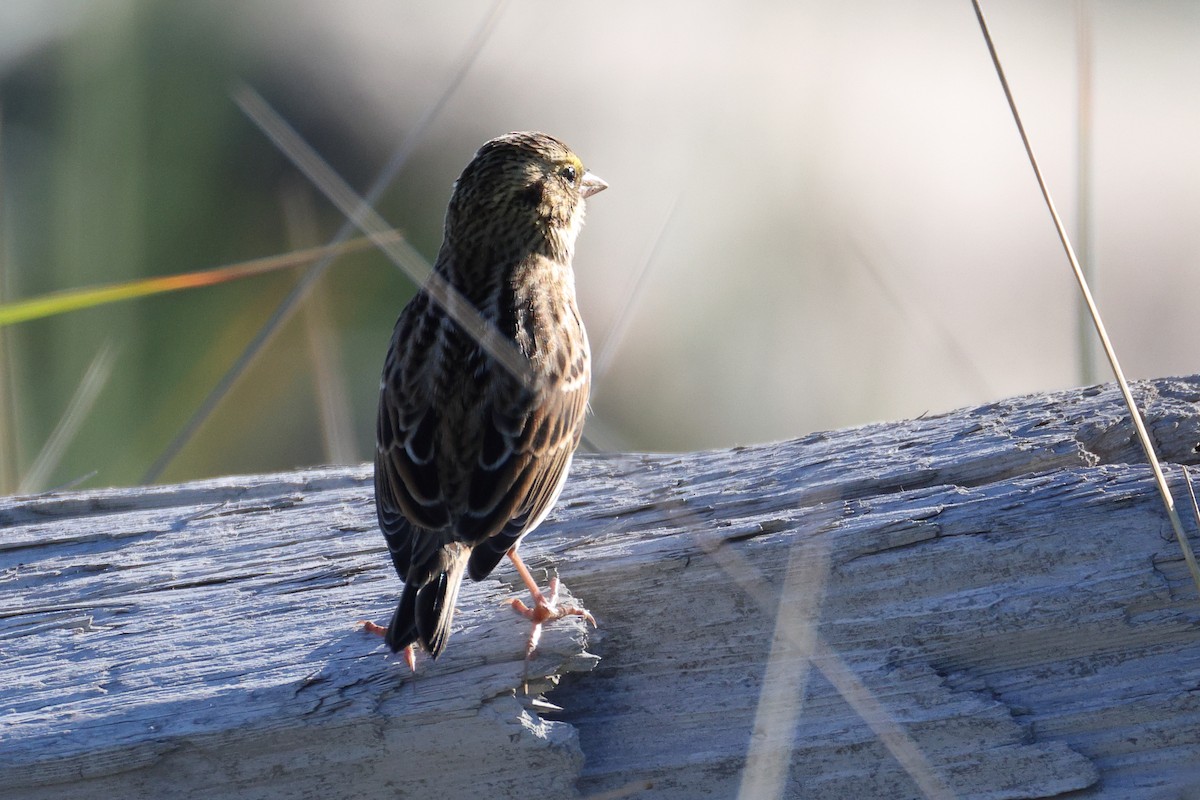Savannah Sparrow - ML644522007