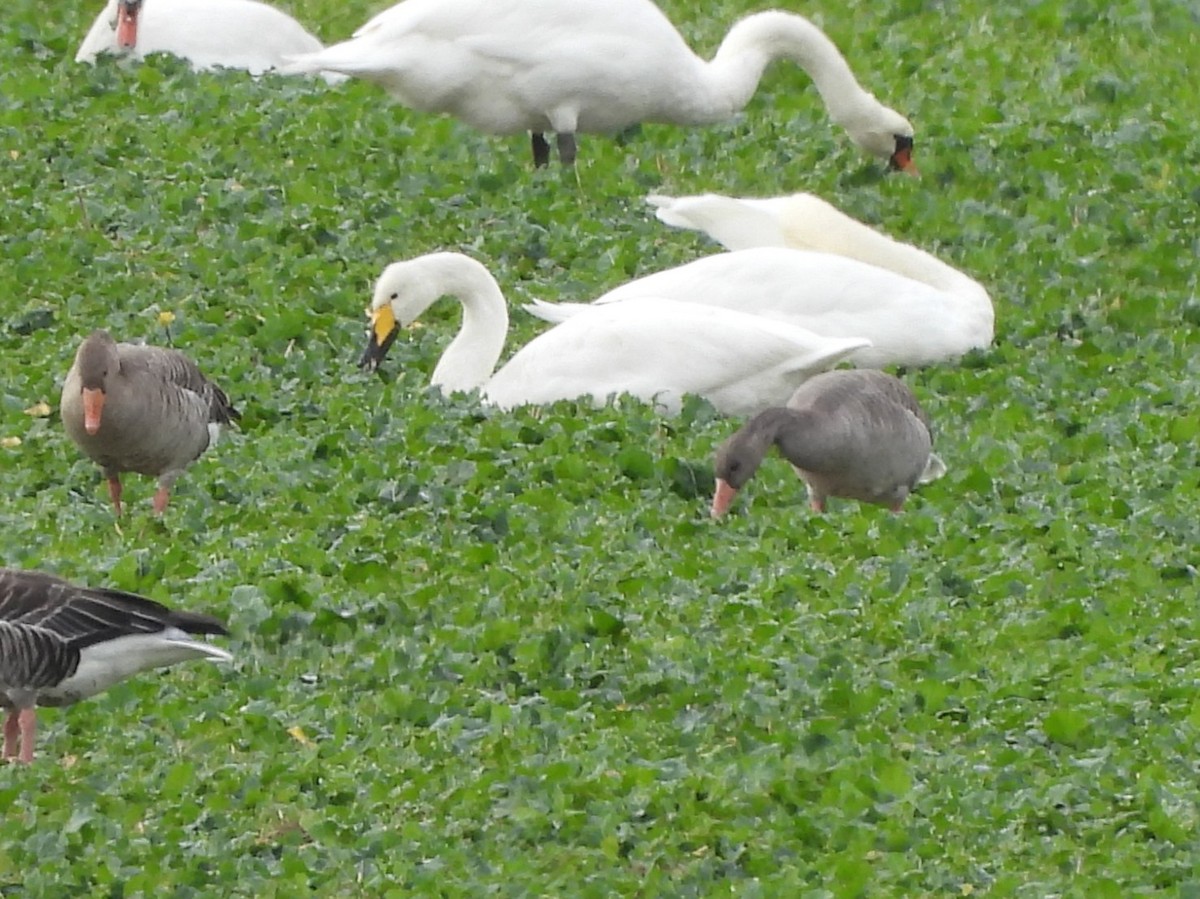 Whooper Swan - ML644522008