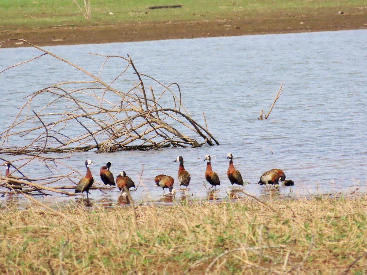 White-faced Whistling-Duck - ML644522010