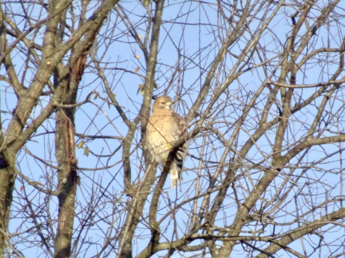 Red-shouldered Hawk - ML644522011