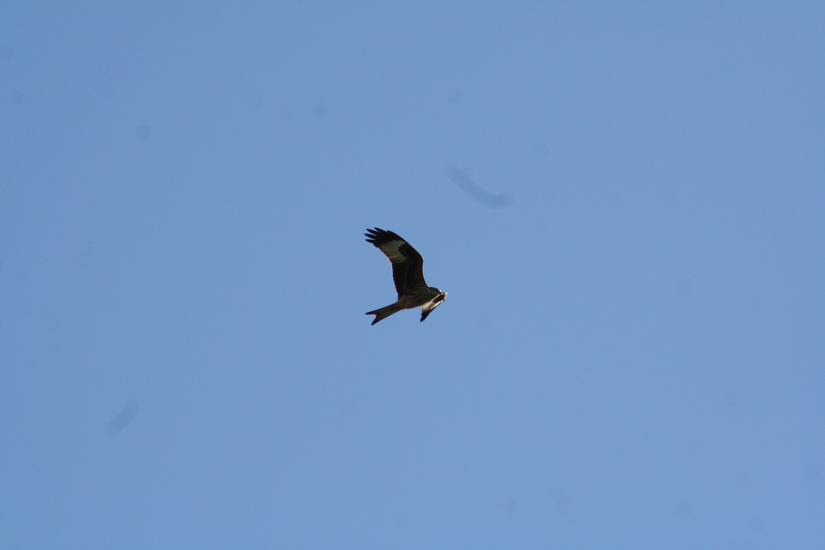 アカトビ - ML644522013