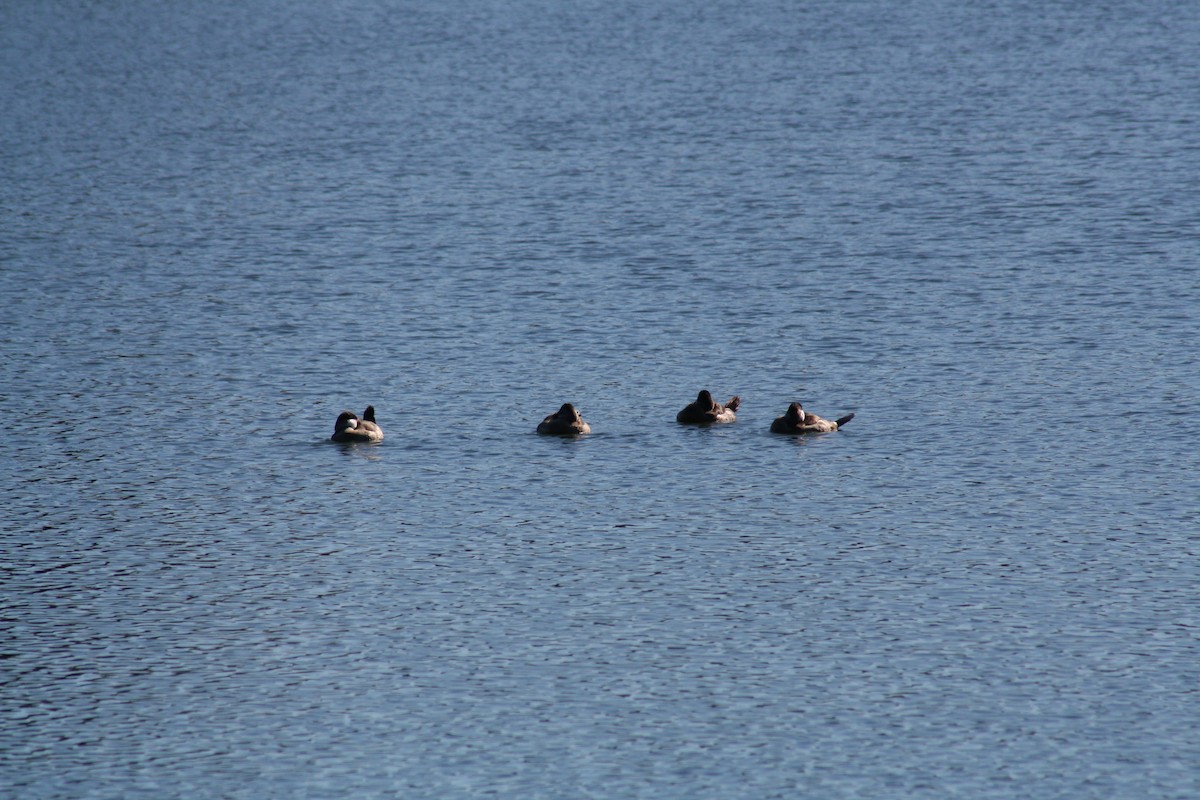 Ruddy Duck - ML644522014