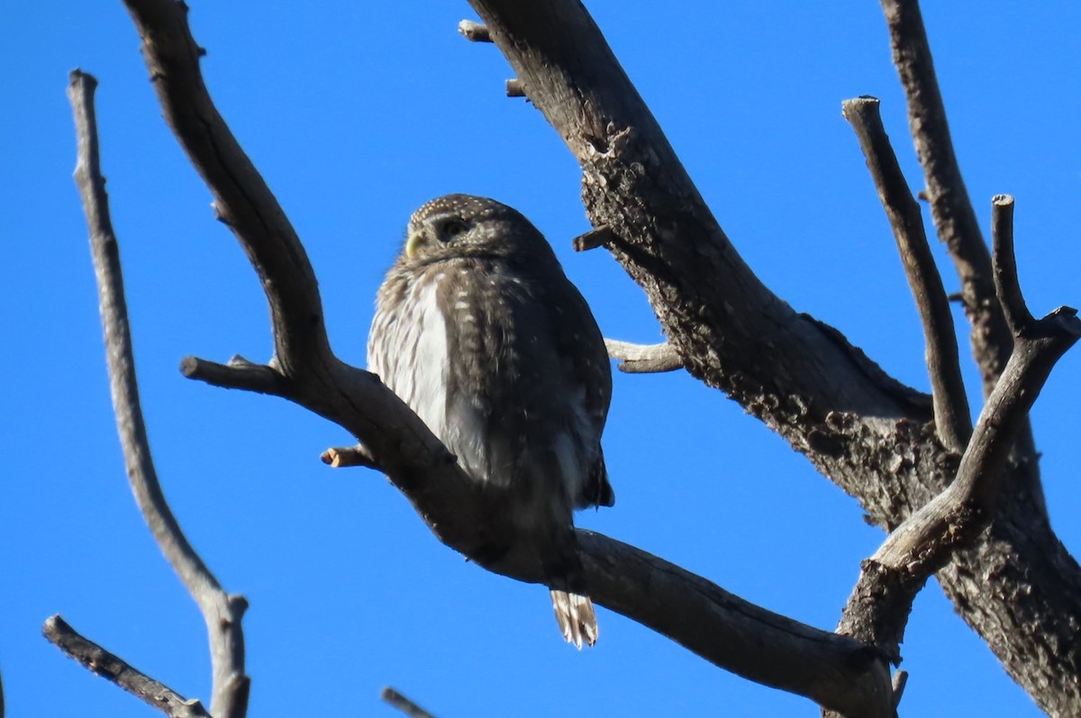 gnomugle - ML644522025