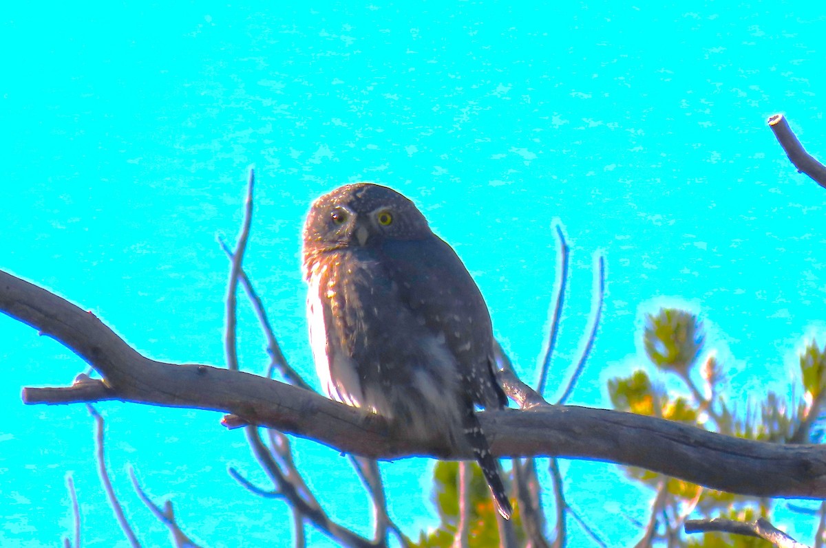 gnomugle - ML644522026