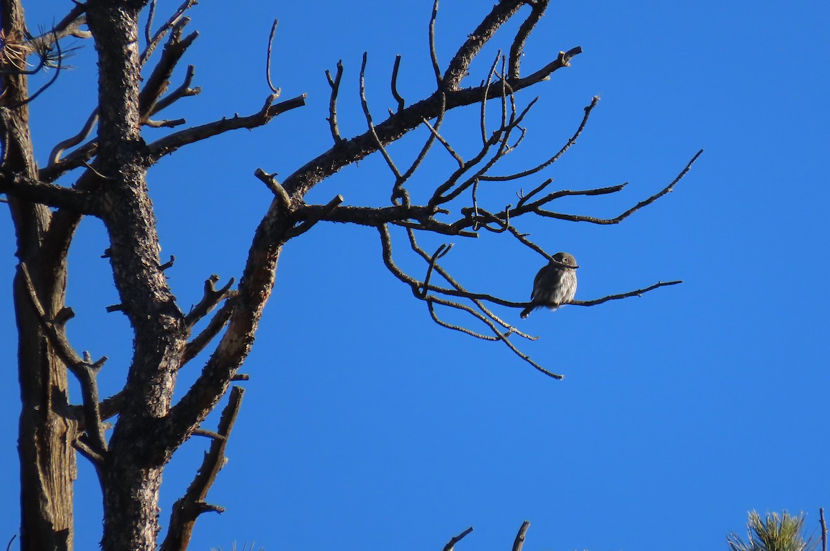 gnomugle - ML644522028