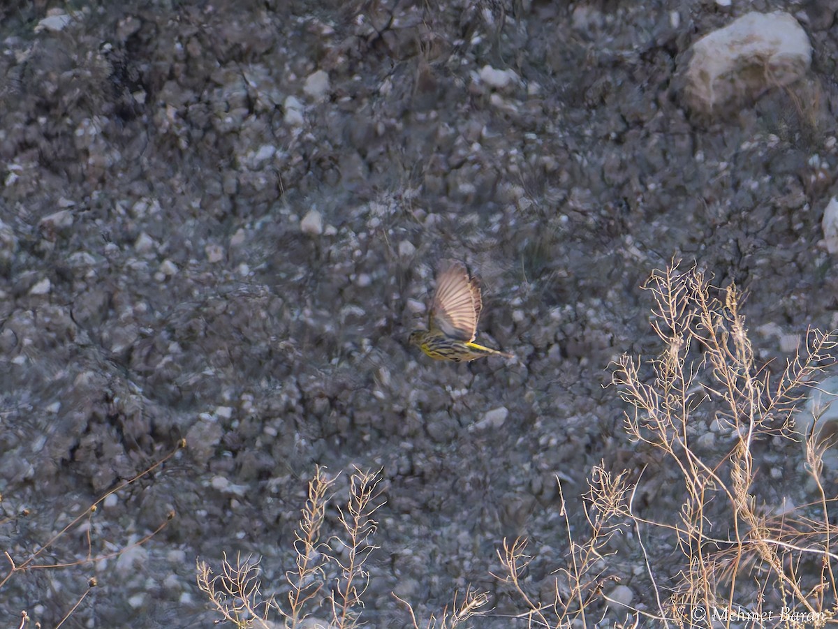 Girlitz - ML644522029