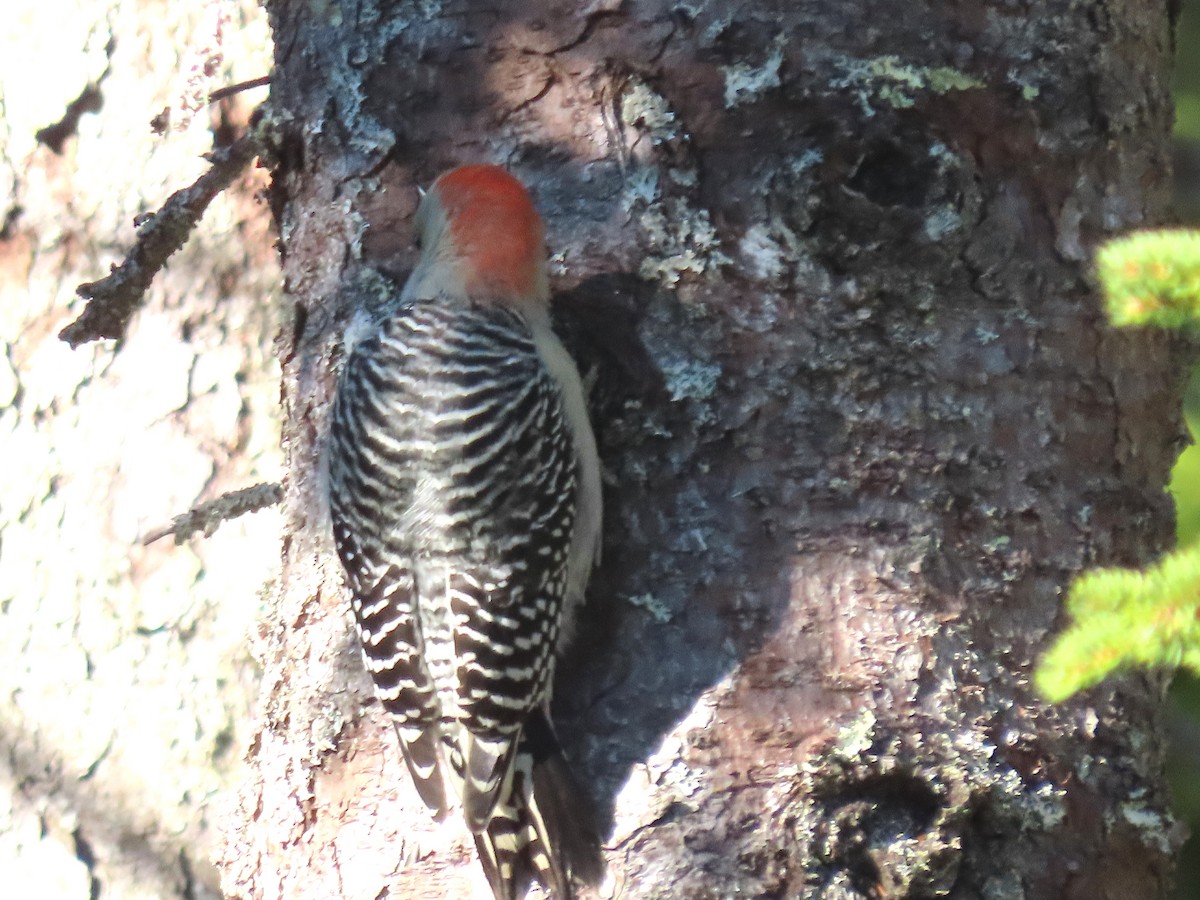 Red-bellied Woodpecker - ML644522030
