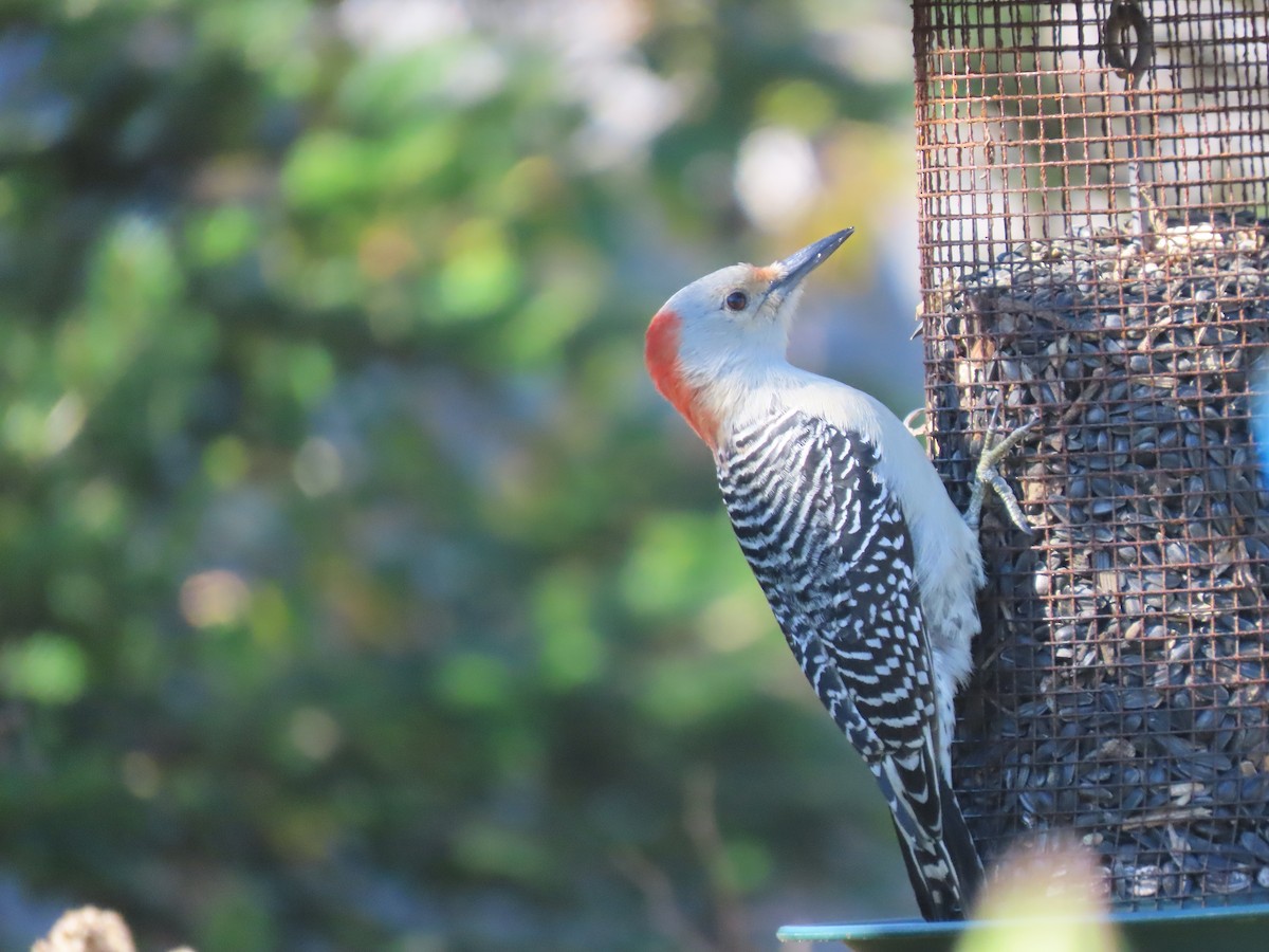 Red-bellied Woodpecker - ML644522031