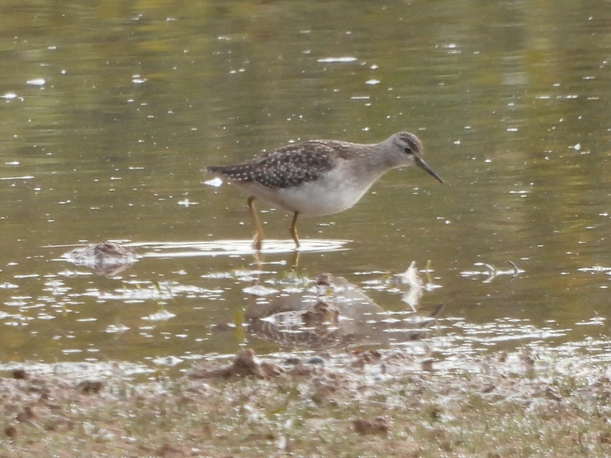 Wood Sandpiper - ML644522039