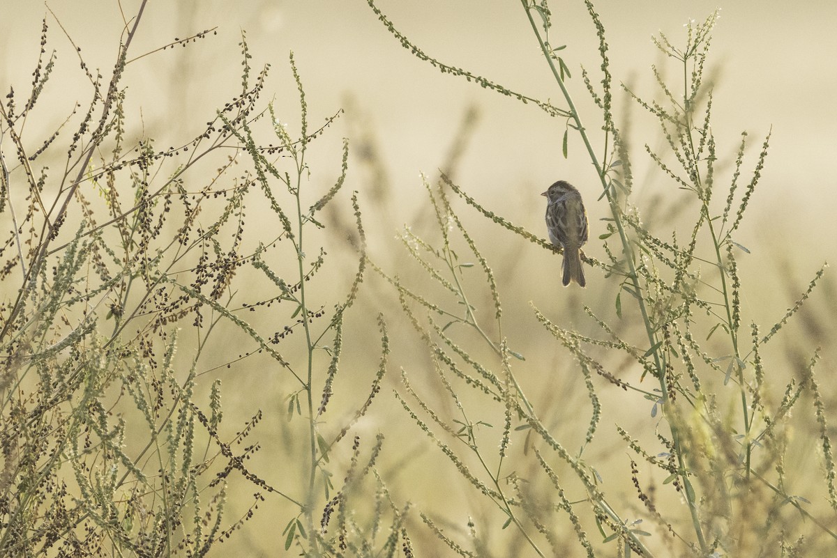 Bruant des plaines - ML644522047