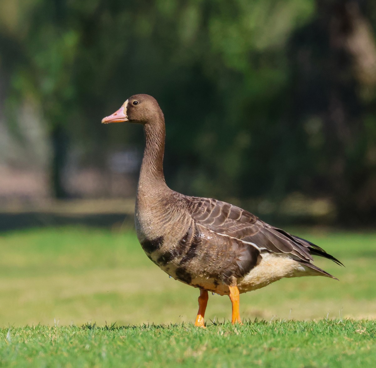 Белолобый гусь - ML644522051