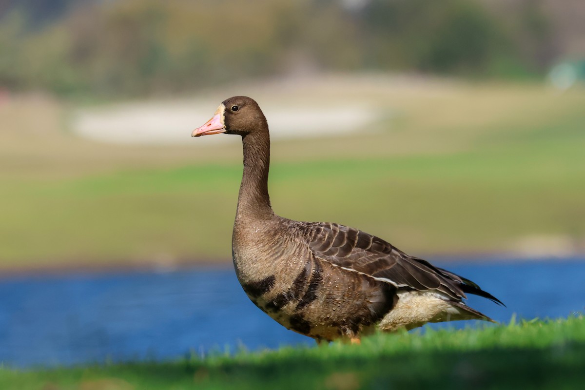 Белолобый гусь - ML644522053