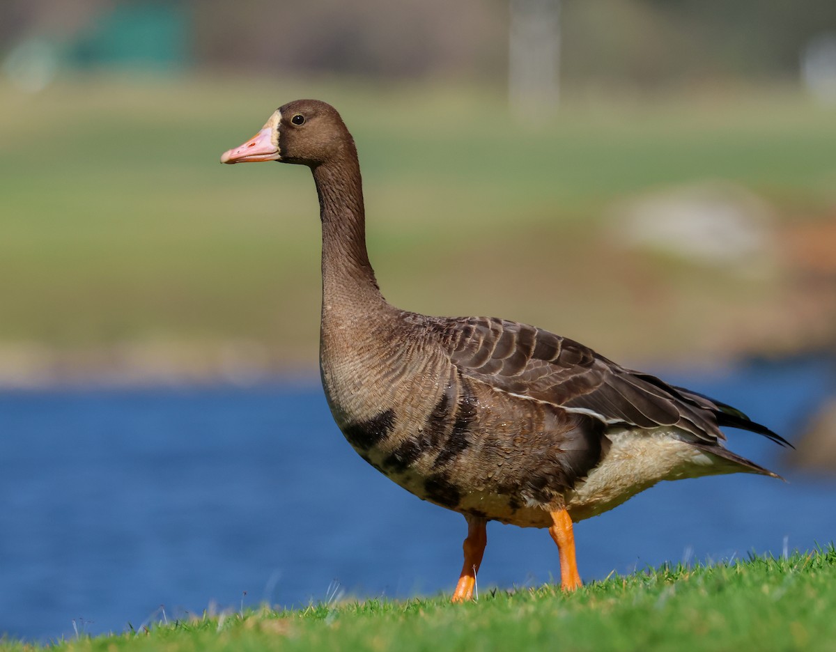 Белолобый гусь - ML644522054