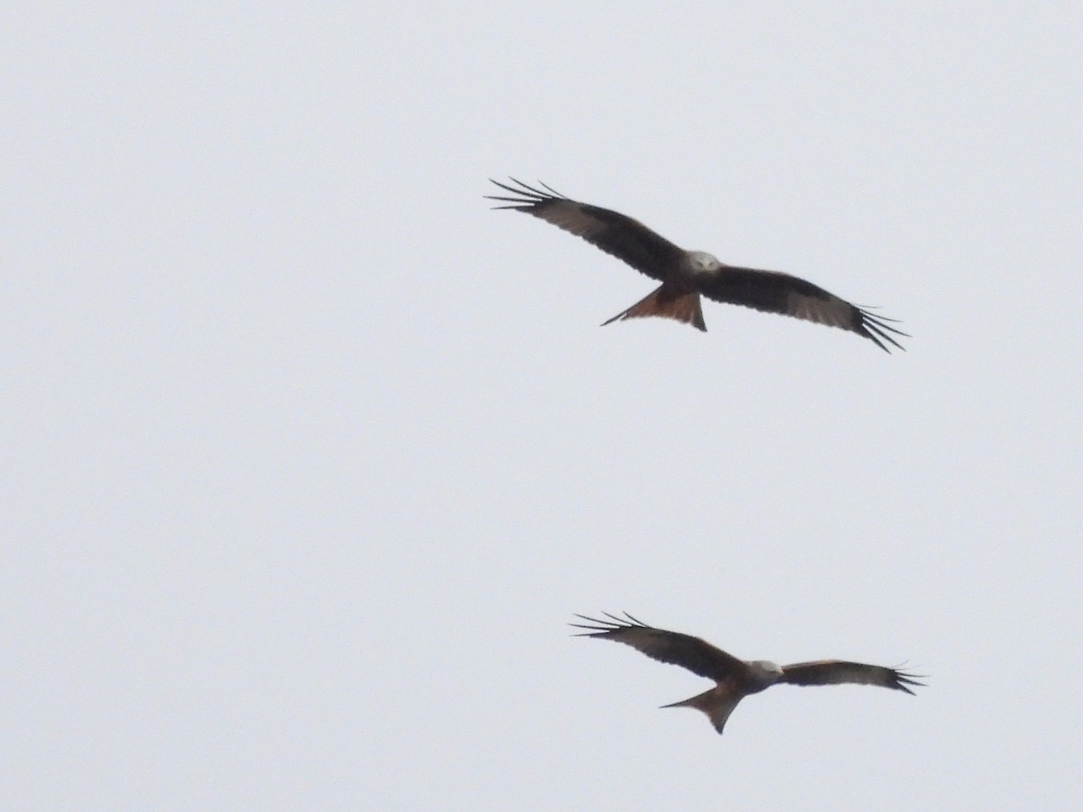 アカトビ - ML644522056