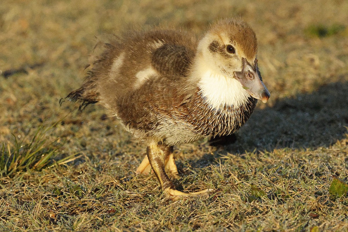 Мускусная утка (Одомашенного типа) - ML644522059