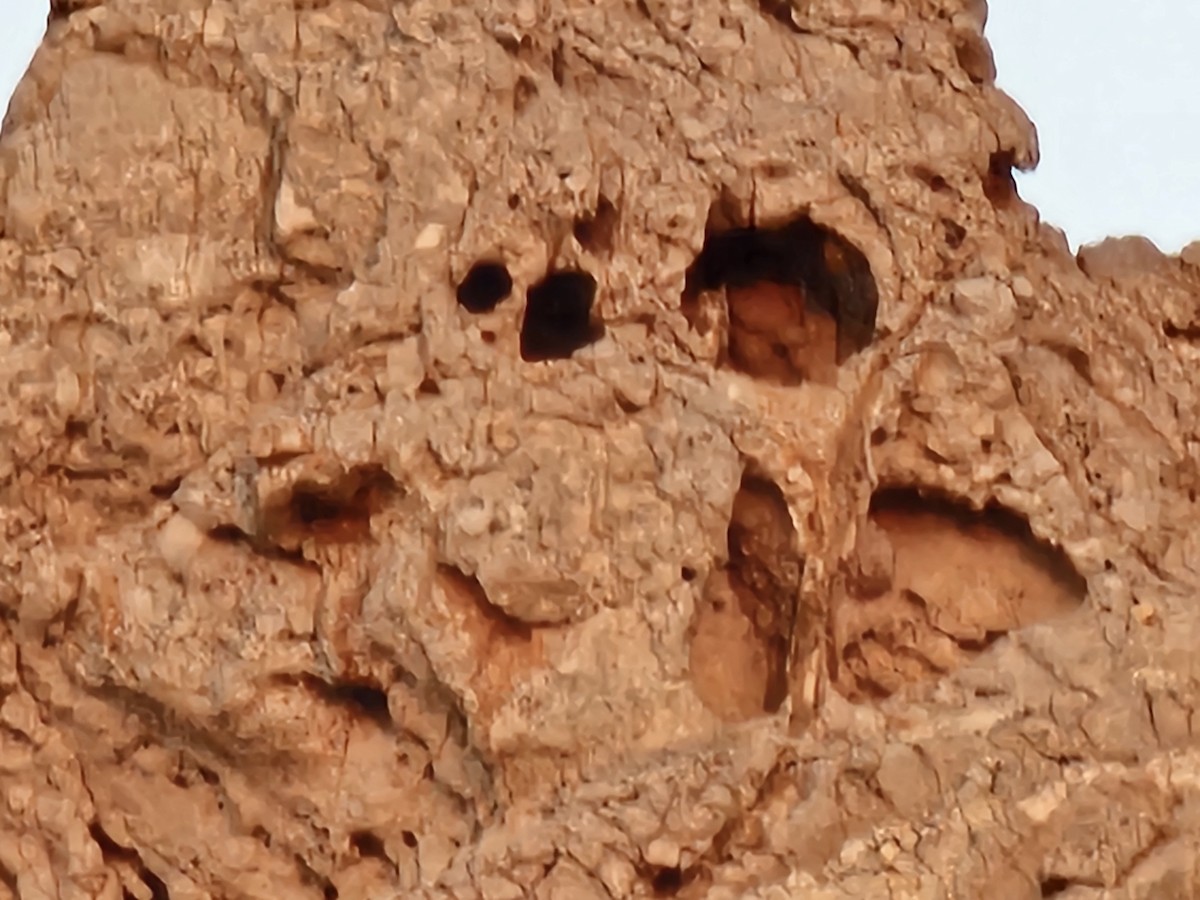 ørkenhubro - ML644522060