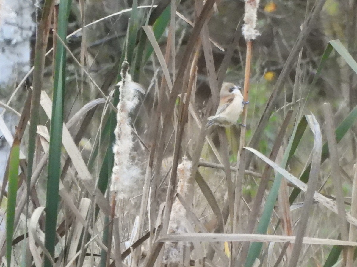 pungmeis - ML644522061