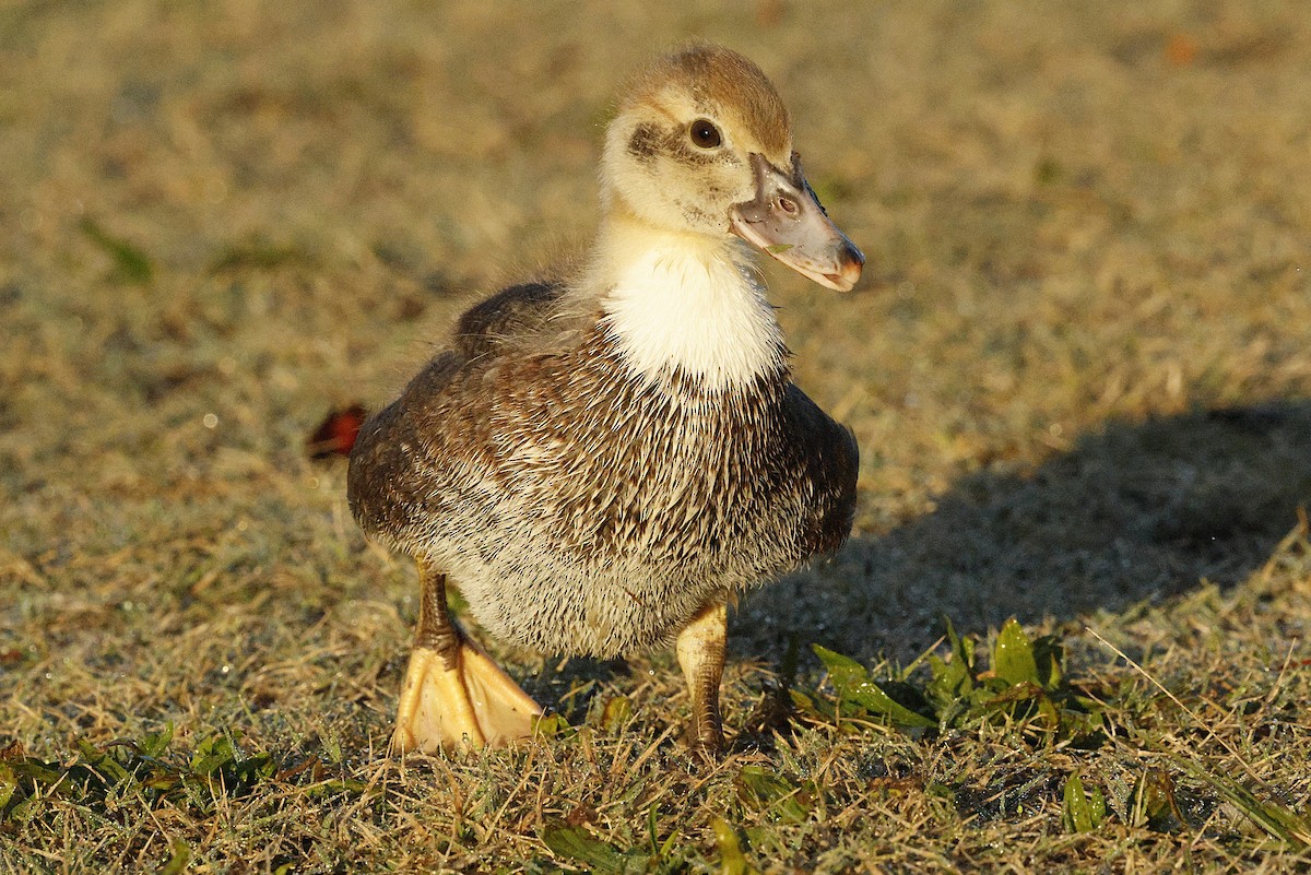 Мускусная утка (Одомашенного типа) - ML644522062