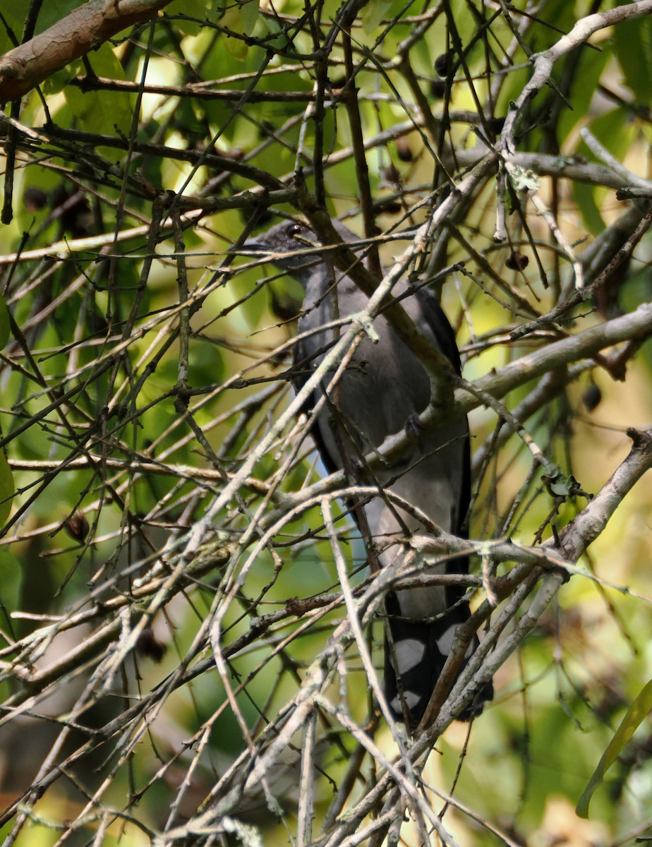 Траурный личинкоед-свистун - ML644522064