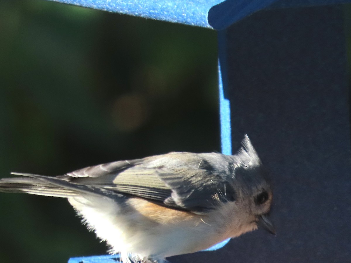 Американская гренадерка - ML644522066