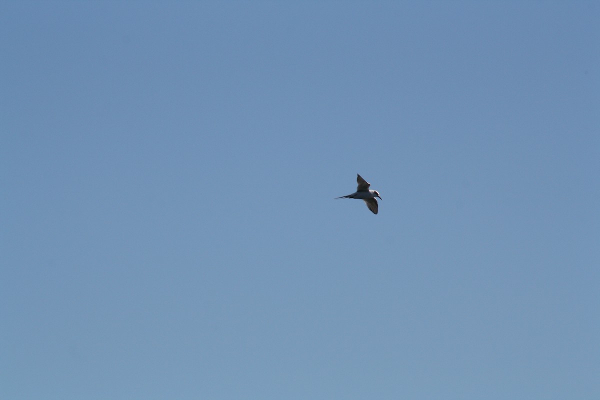 Черноухая крачка - ML644522067