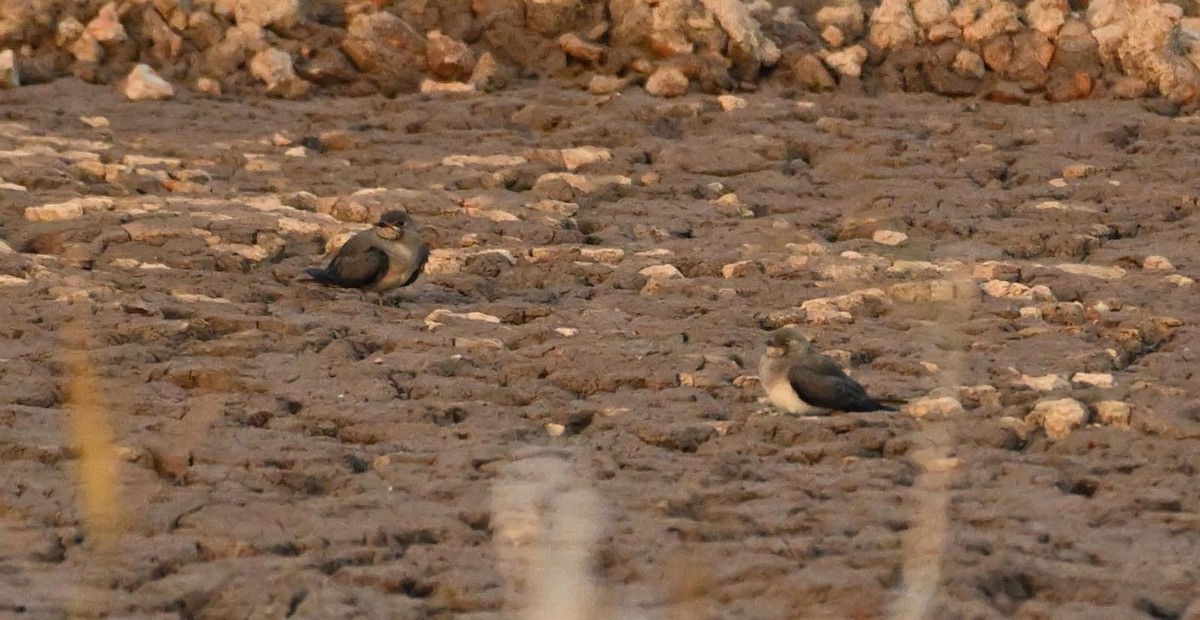 Восточная тиркушка - ML644522068