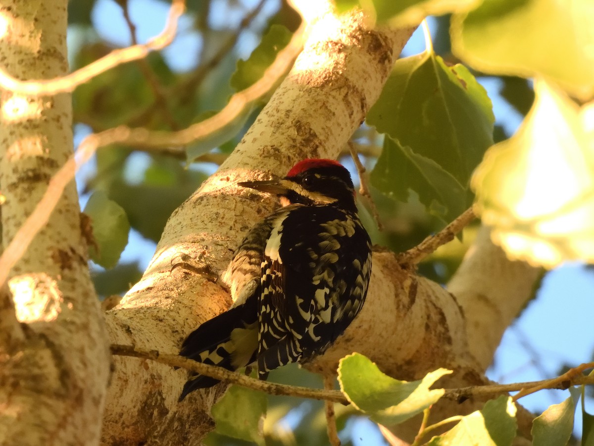 Красногорлый дятел-сокоед - ML644522070