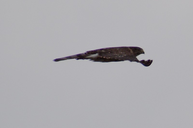 Дербник - ML644522071