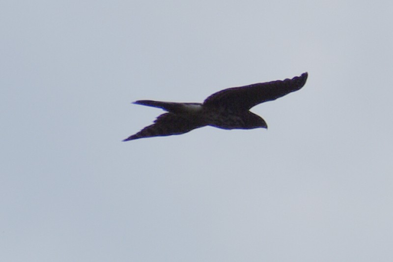 Дербник - ML644522072